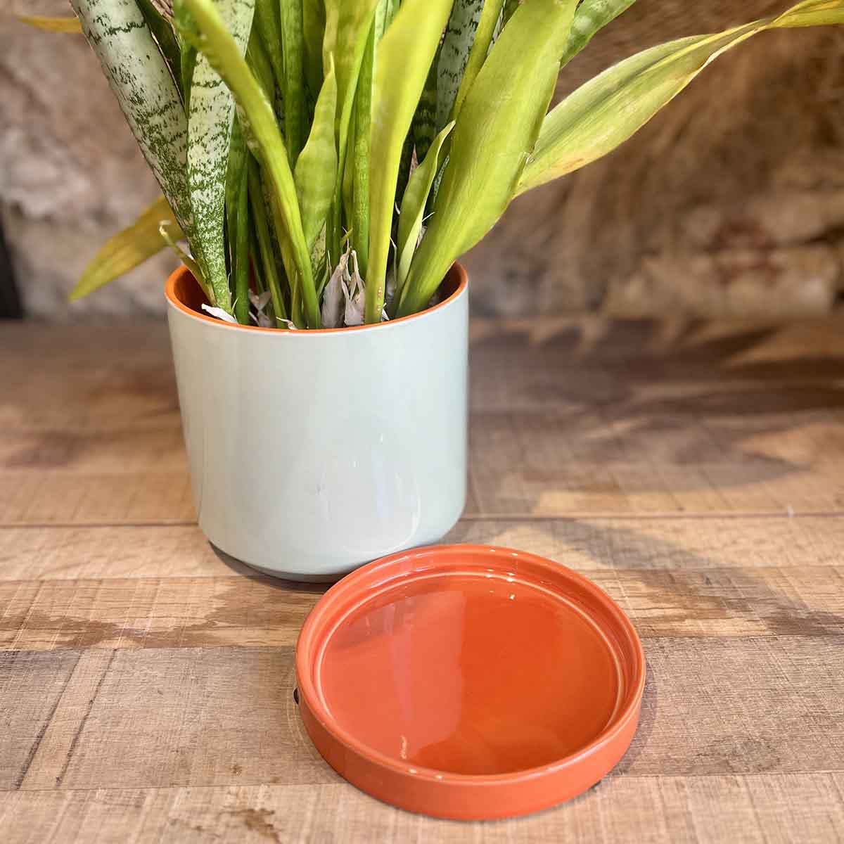 CACHE POT POP - MENTHE