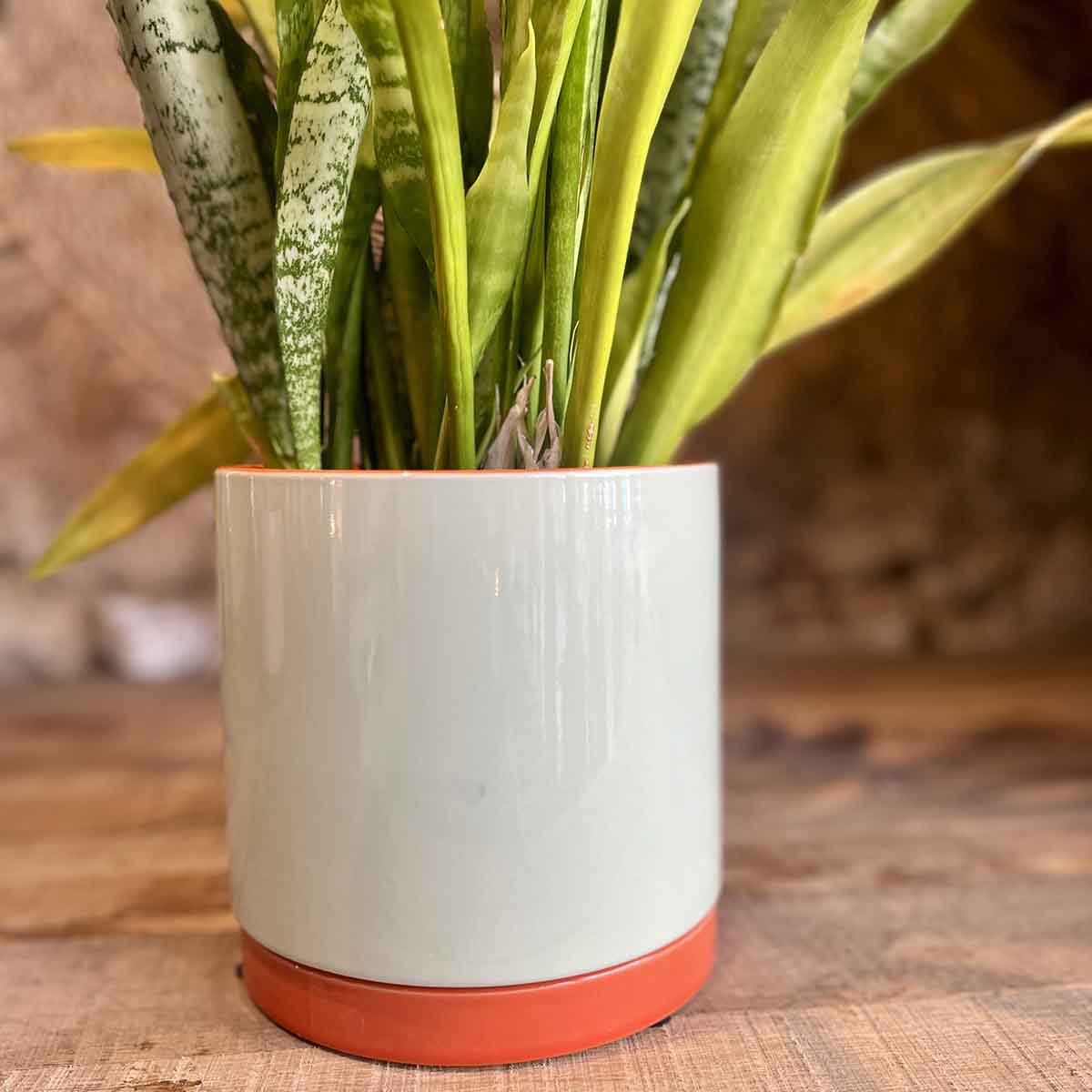 CACHE POT POP - MENTHE