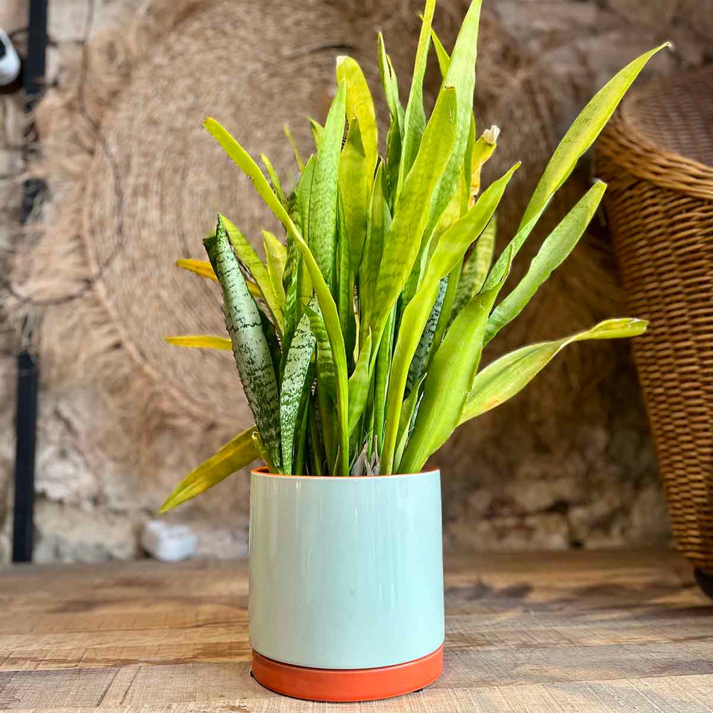 CACHE POT POP - MENTHE