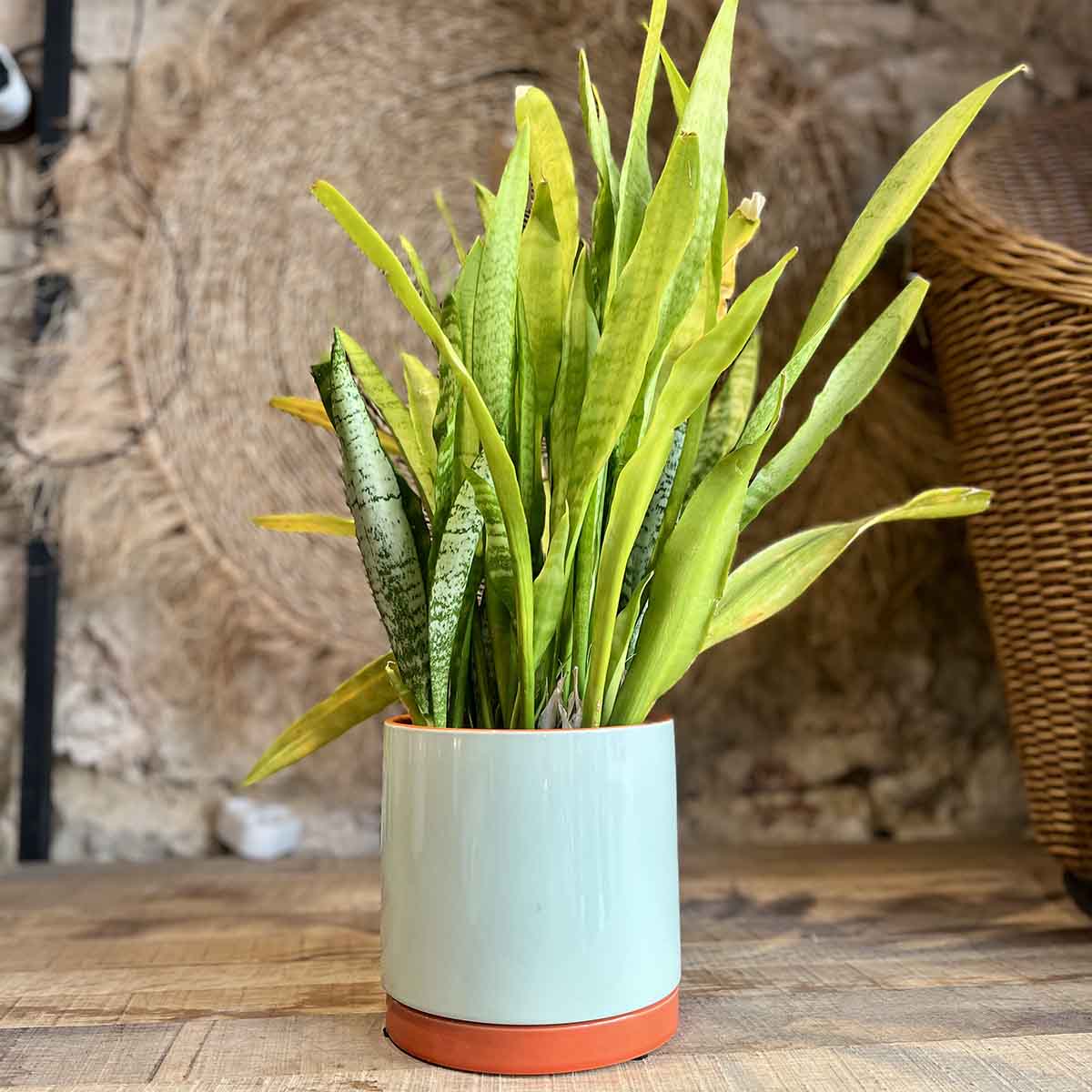 CACHE POT POP - MENTHE