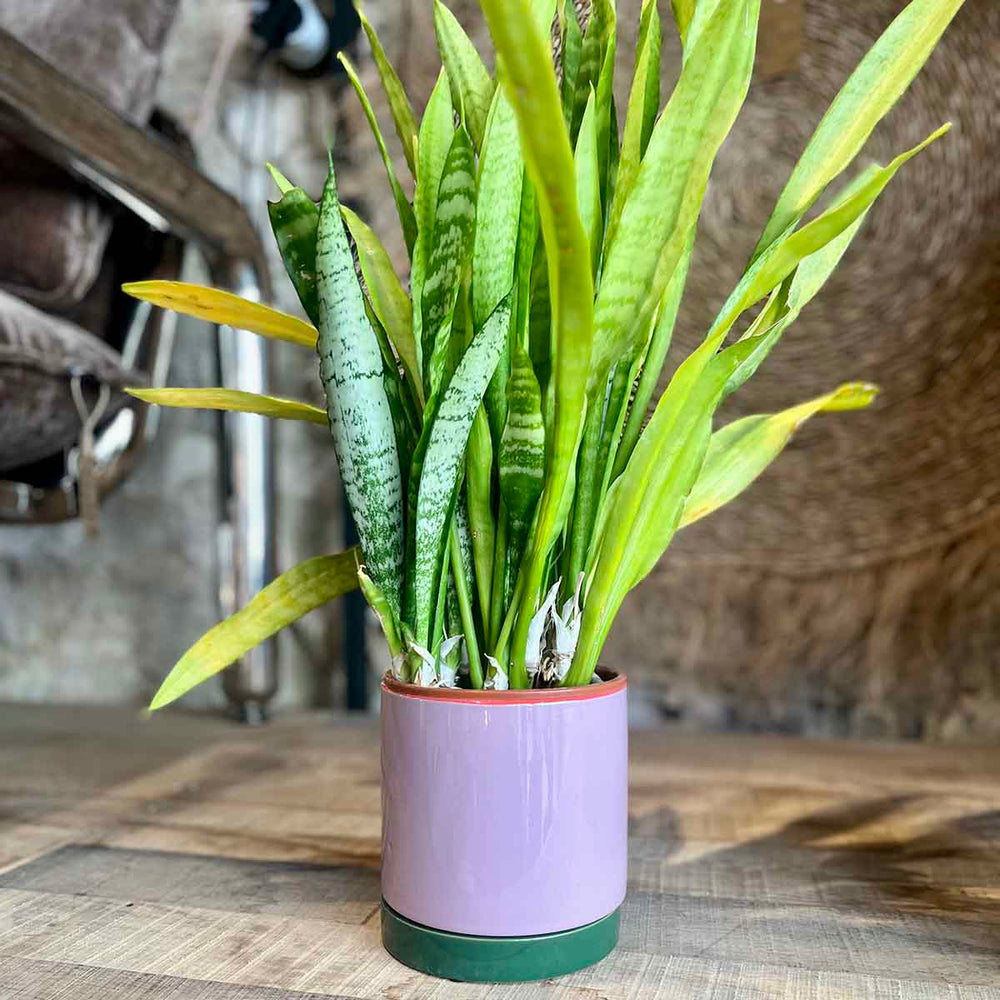 CACHE POT POP - VIOLET